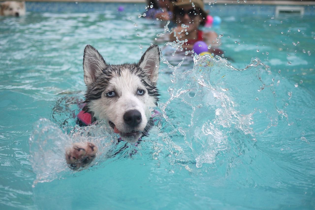 Existují i bazény pro psy.